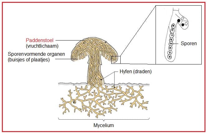 Paddenstoelen