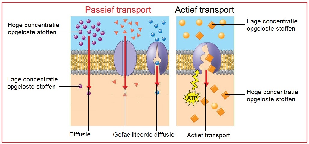 Passieftransport