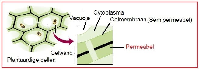 Permeabel