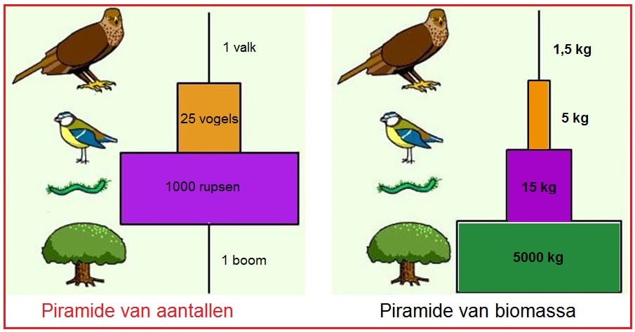 Piramidevanaantallen