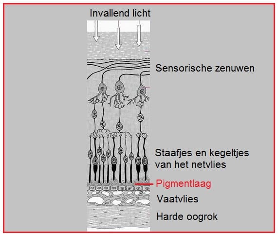 Pirmentlaag