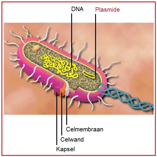 Plasmide