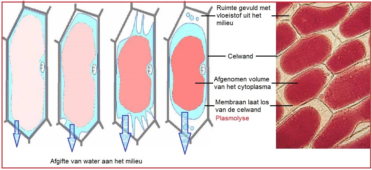 Plasmolyse