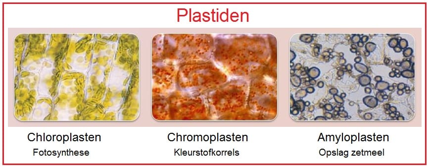 Plastiden