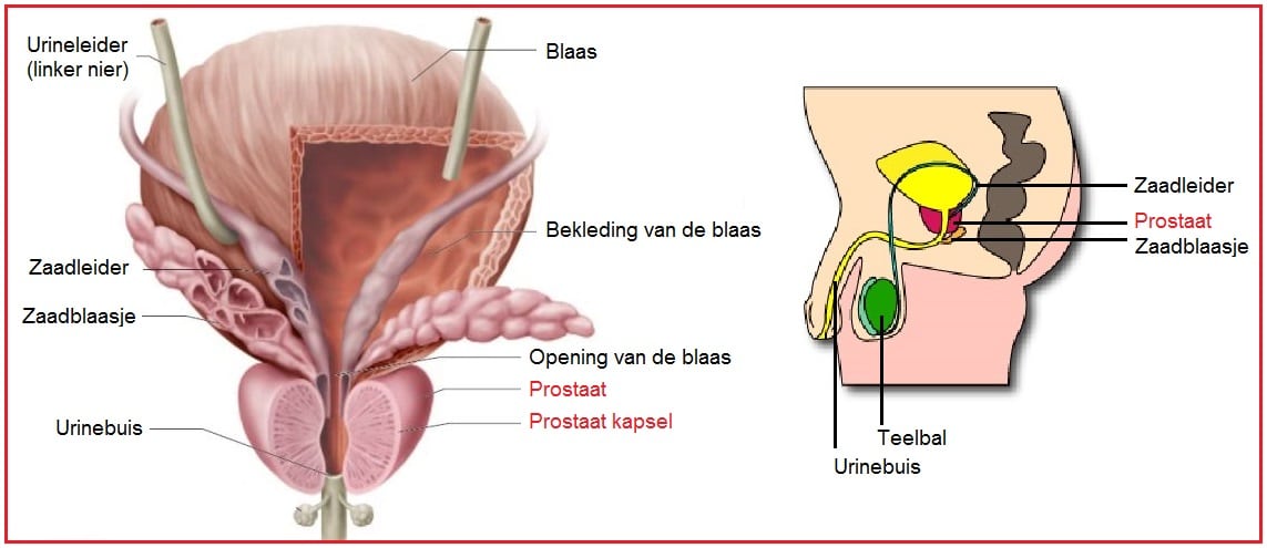 Prostaat