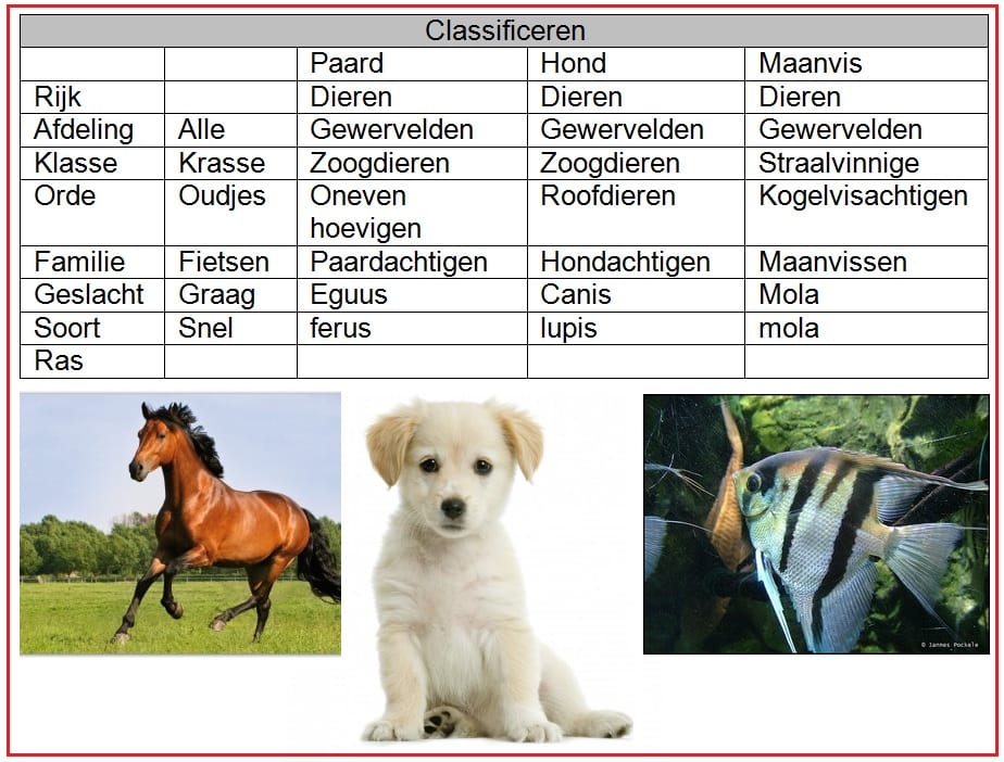 Systematiek