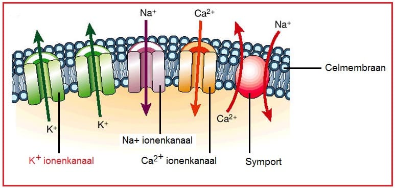 kaliumionenkanalen