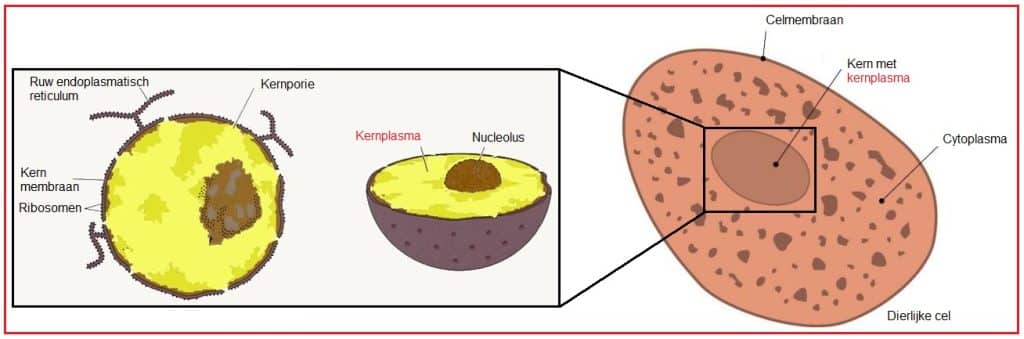 Kernplasma 7 kernplasma