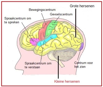 kleinehersenen