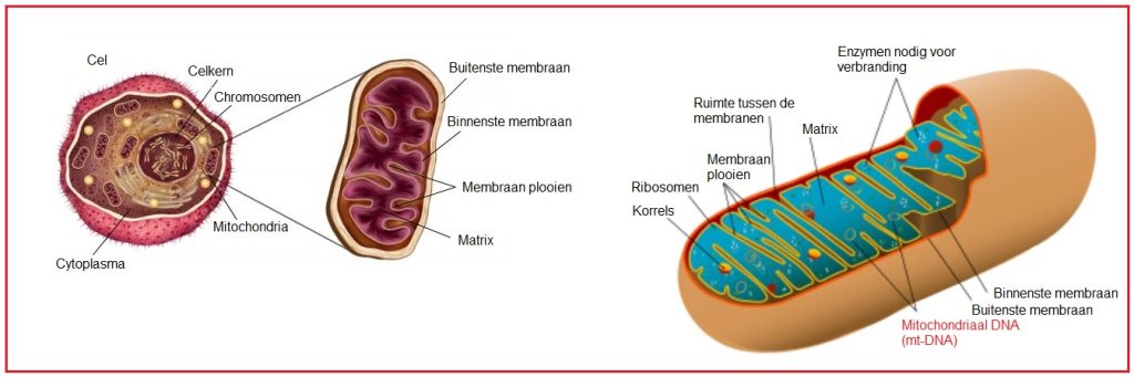 Mitochondriaal DNA 8 mt DNA