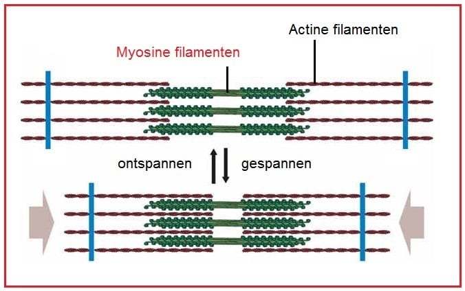 myosinefilamenten