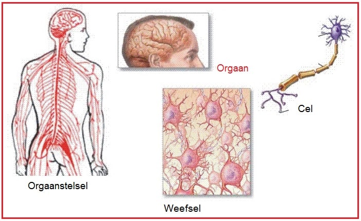 orgaan