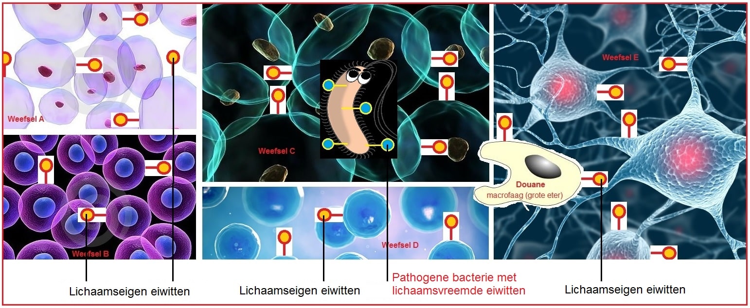 pathogeen