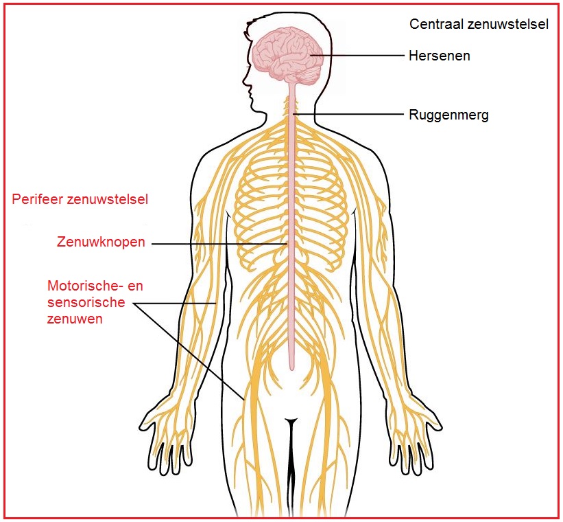 perifeerzenuwstelsel