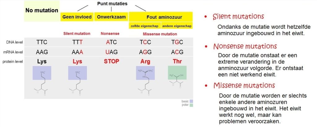 verschillendemutatiesenuitleg3