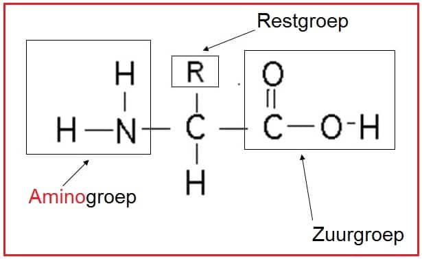 Aminozuur