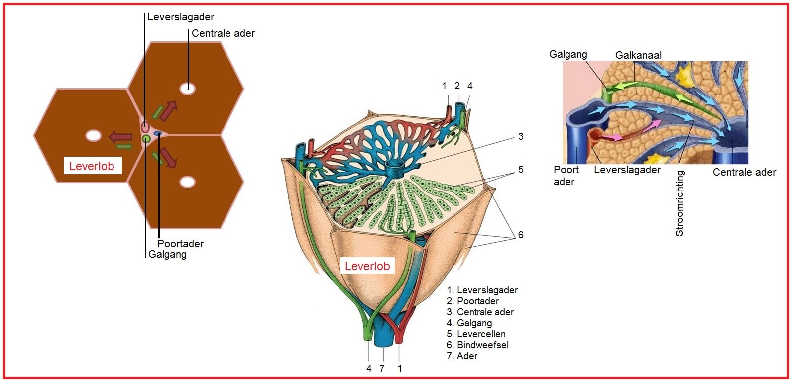 Leverlobje