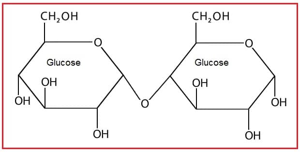 Maltose