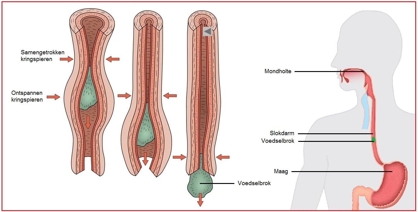 Peristaltiek