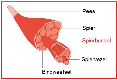 Pierbundel