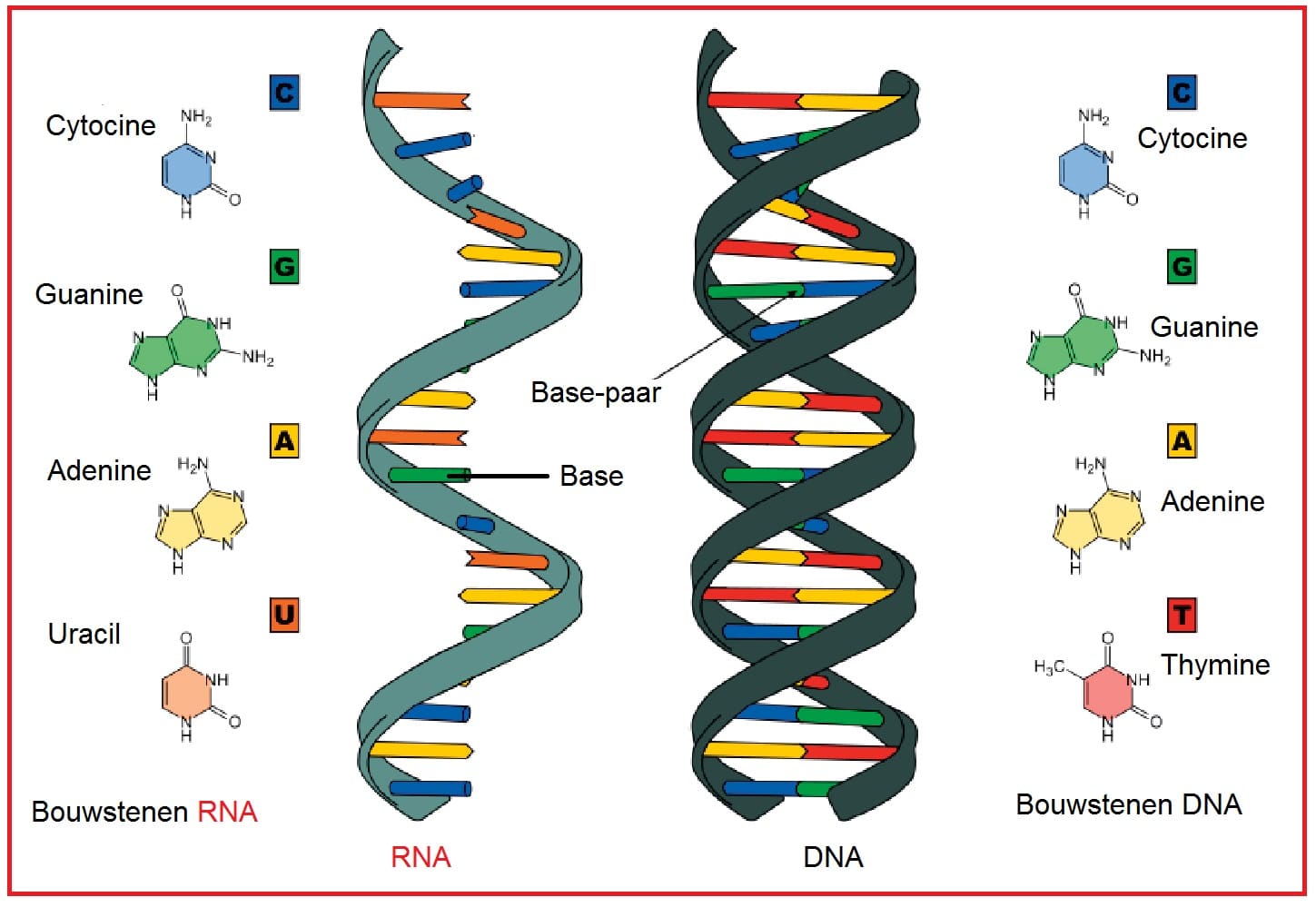 RNA