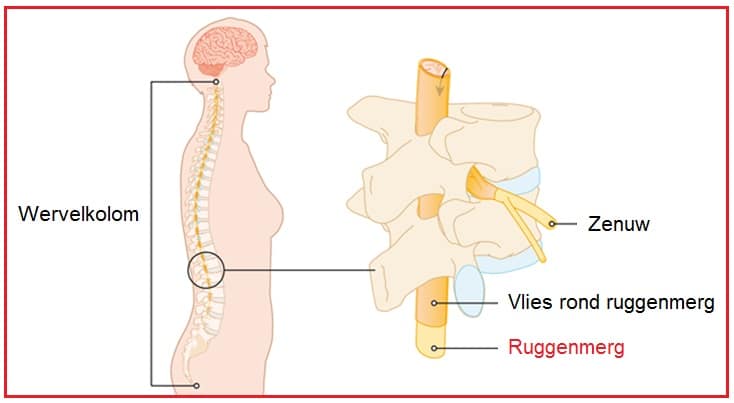 Ruggenmerg