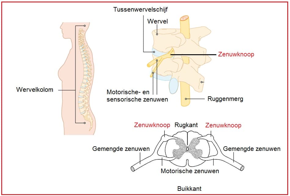 Ruggenmergszenuwknopen