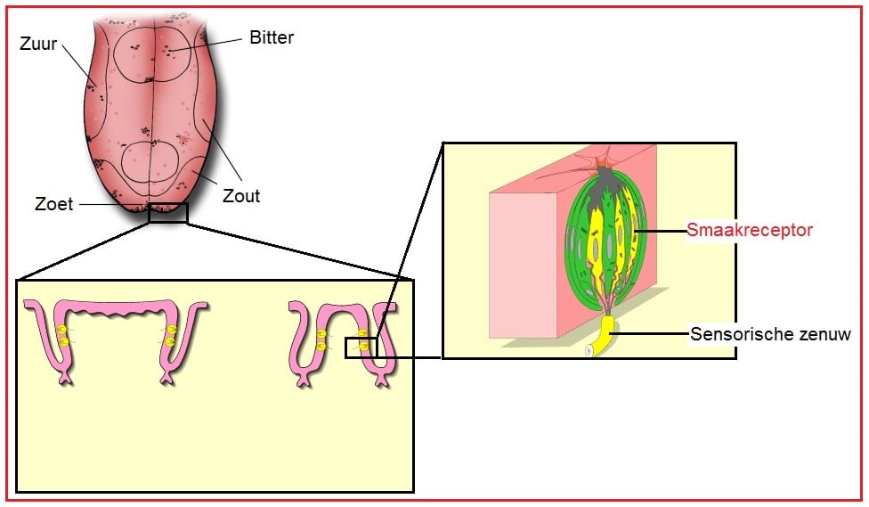 Smaakreceptor