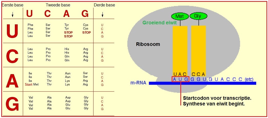 Startcodon