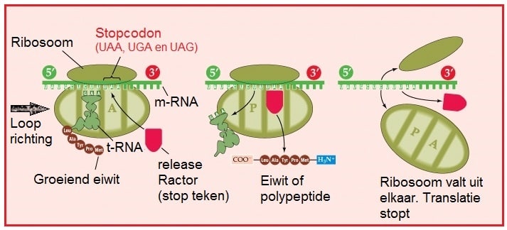 Stopcodon