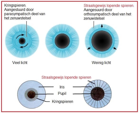 Straalsgewijslopendespieren