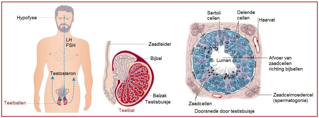 Teelballen