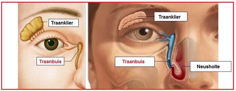 Traanbuis