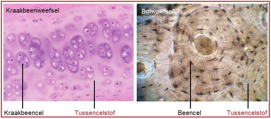 Tussencelstof - Biologielessen.nl