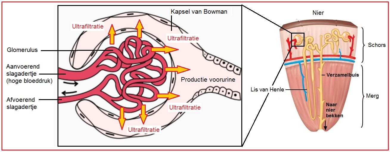 Ultrafiltratie