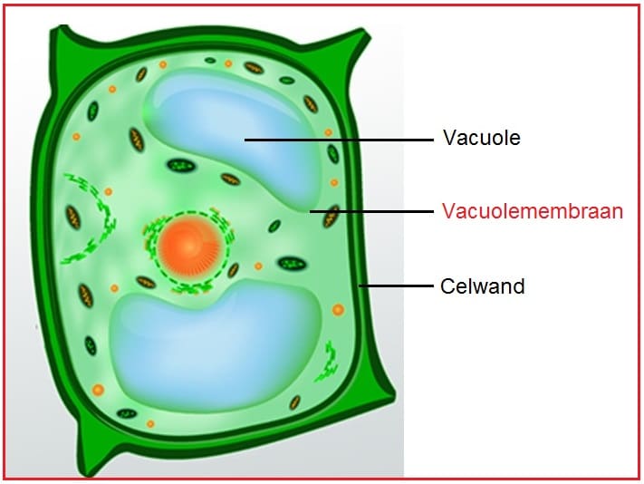 Vacuolemembraan