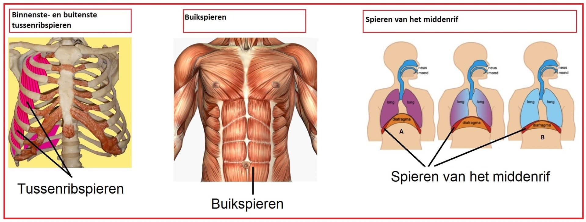 Ventilatie