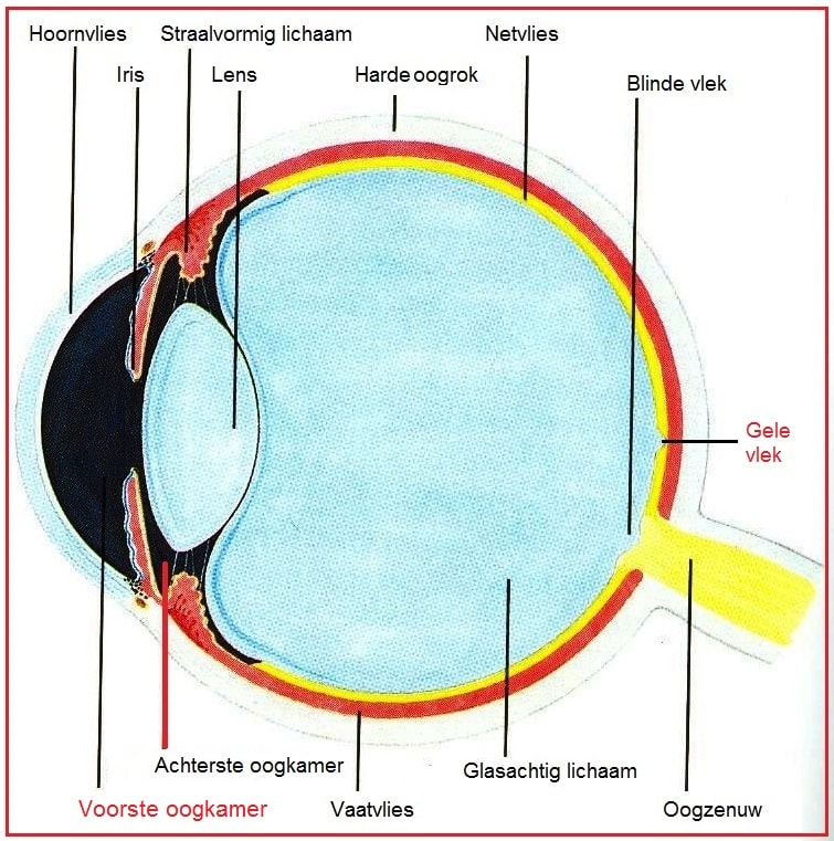 Voorste oogkamer