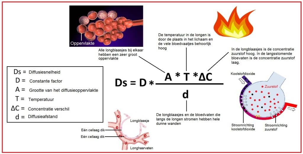 Diffusie (DT) - Biologielessen.nl