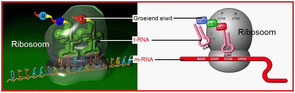 mentRNA