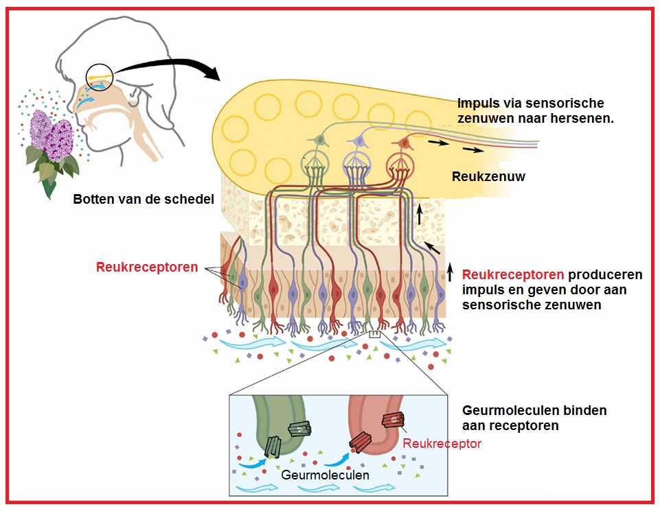 reukreceptoren