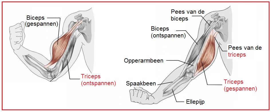 triceps