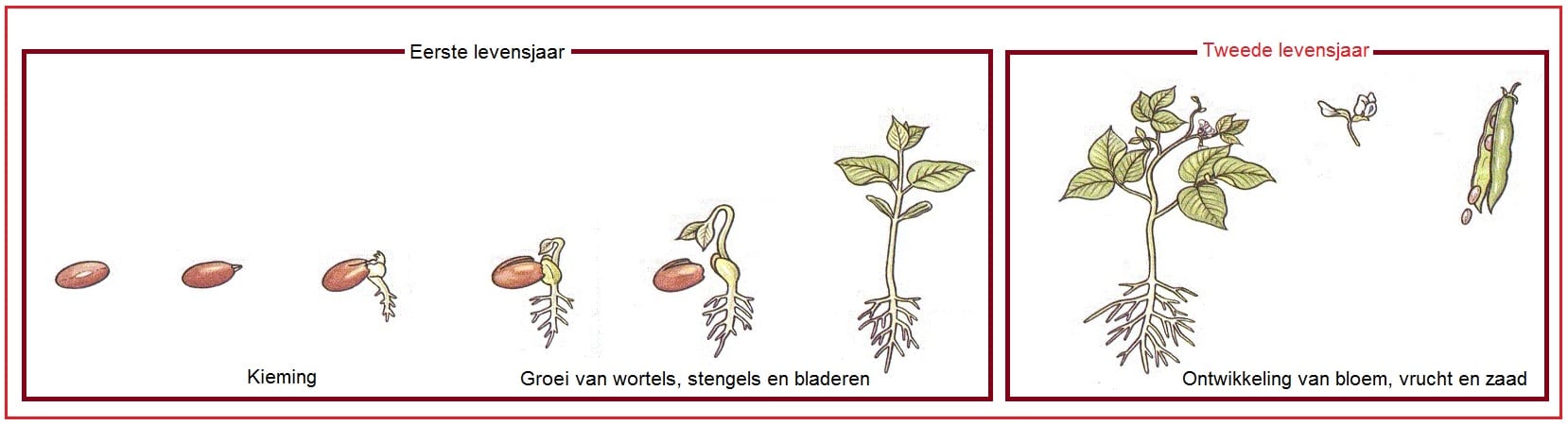 tweejarigeplanten