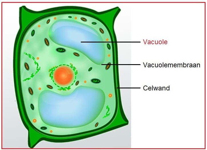 vacuole