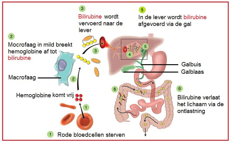 Hepatitis