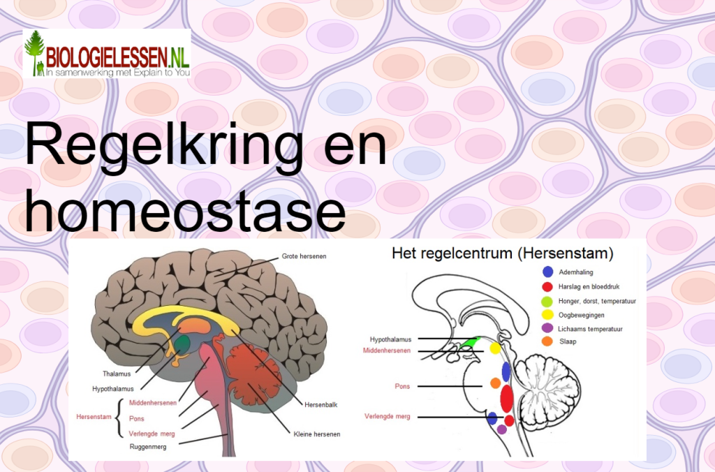 Regelkring en homeostase