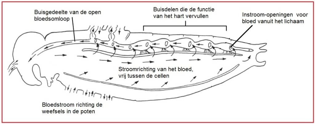 Bloedsomloop, open 13 Bloedsomloopopen