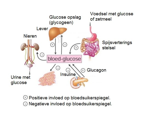 Hulpmiddeelen bij bloedsuikerspiegel