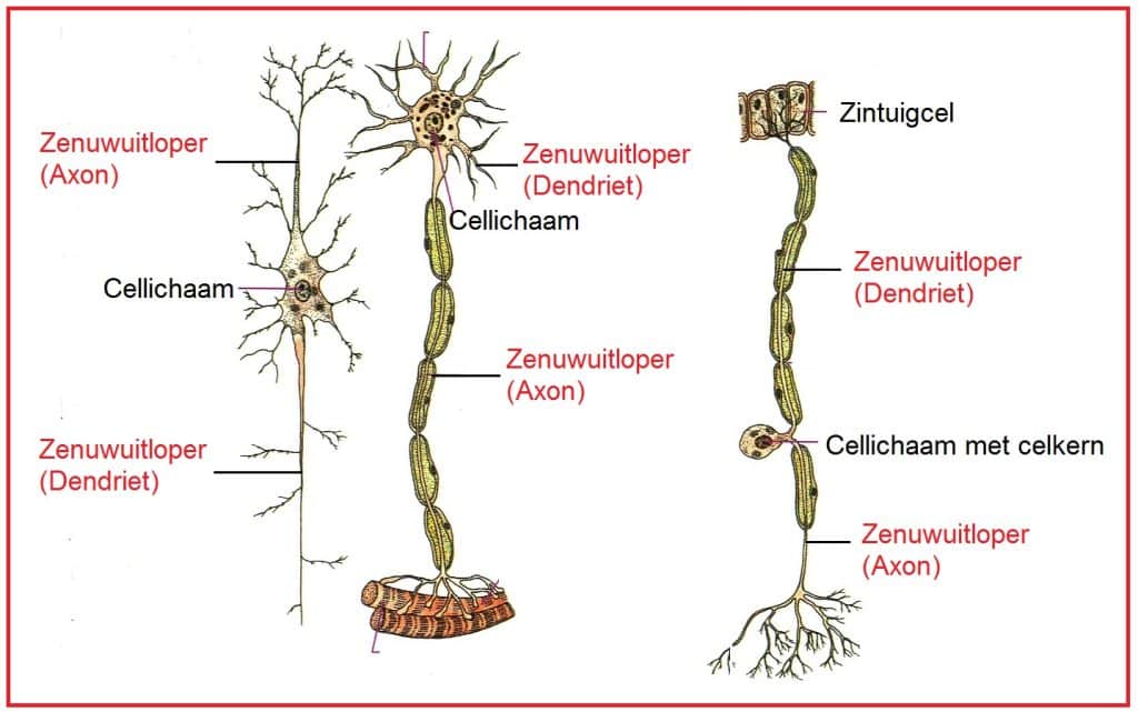 Zenuwceluitlopers 17 Zenuwuitloper