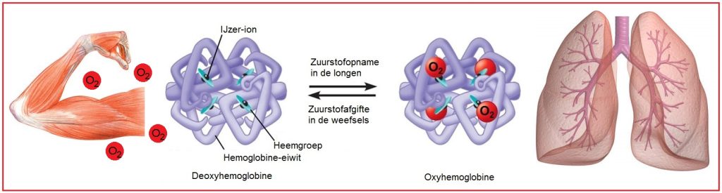 Zuurstofaffiniteit (hemoglobine) 21 zuurstofaffiniteit